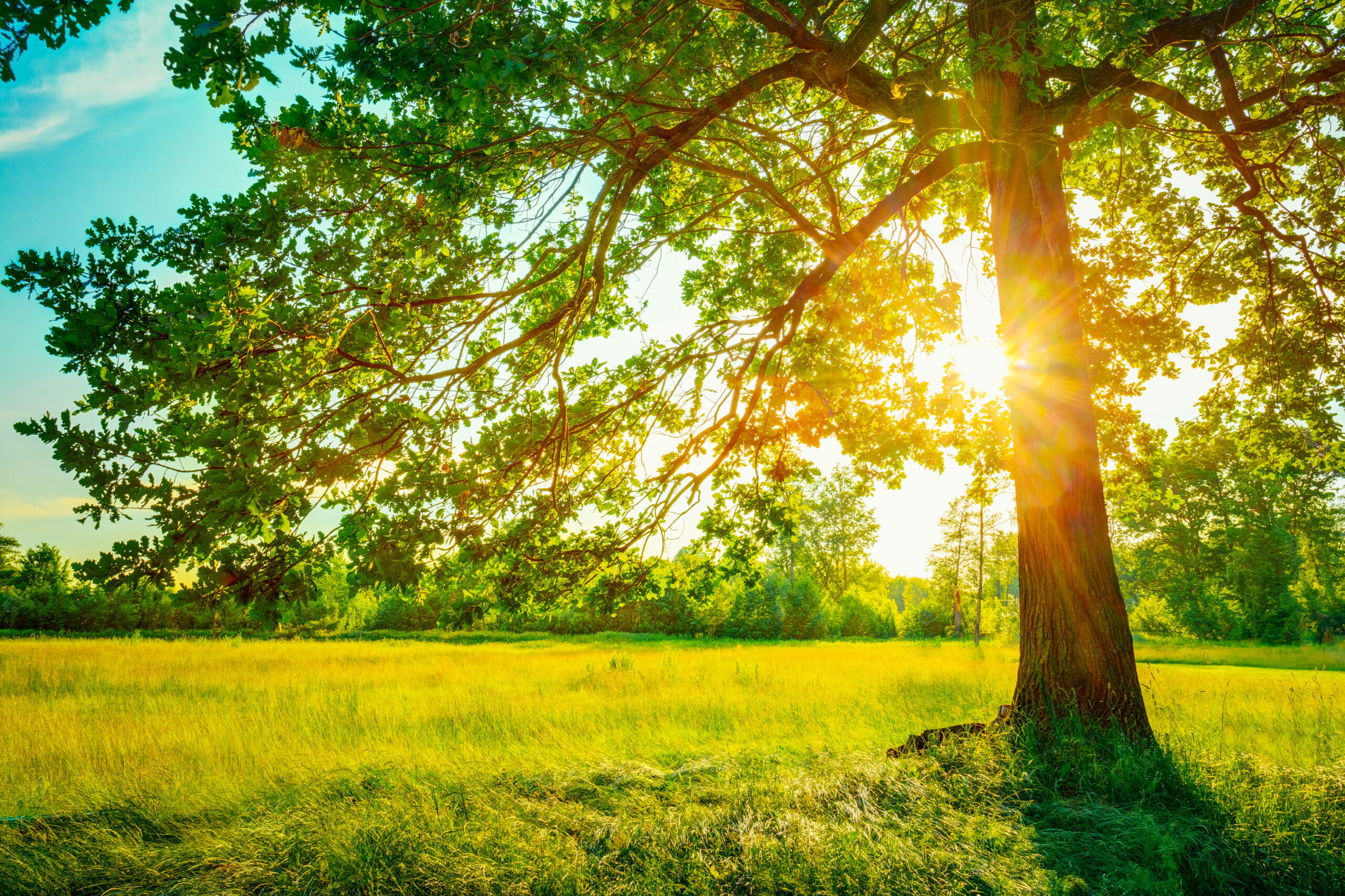 Summer Sunny Forest Trees And Green Grass