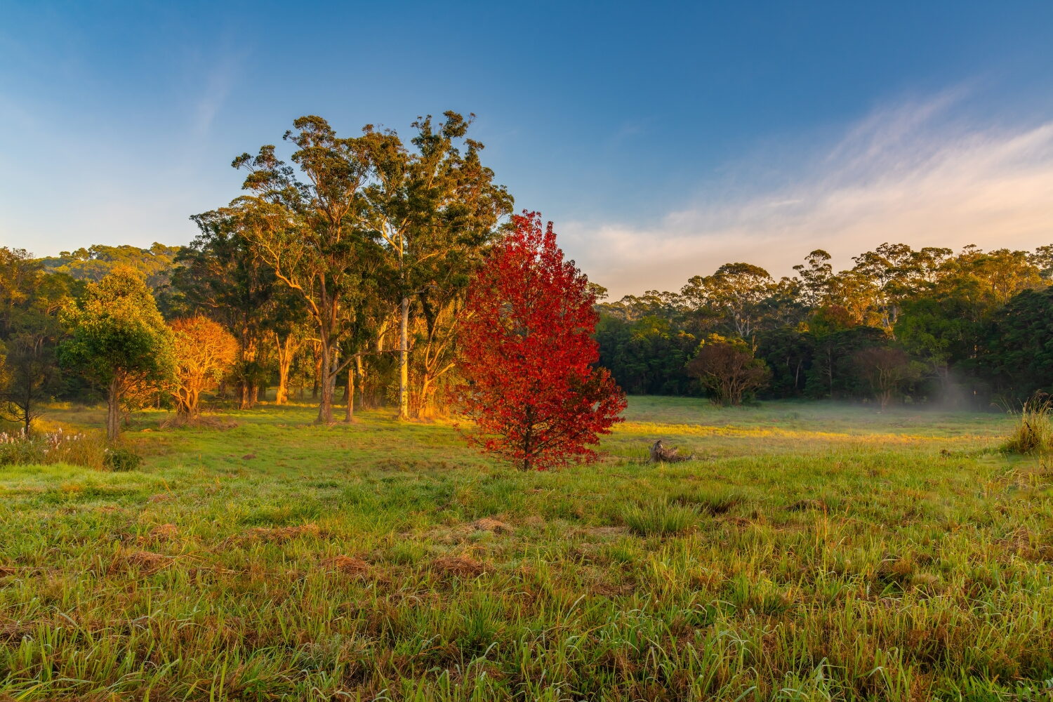 Locations » Hot Water A vibrant red tree stands out among tall green trees in a grassy field, captured during the warm light of sunrise or sunset under a blue sky.