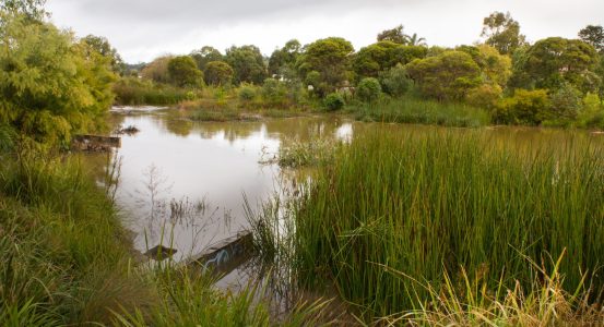 Hot Water Cardiff A murky, slow-moving river or wetland area surrounded by dense green reeds and various trees.