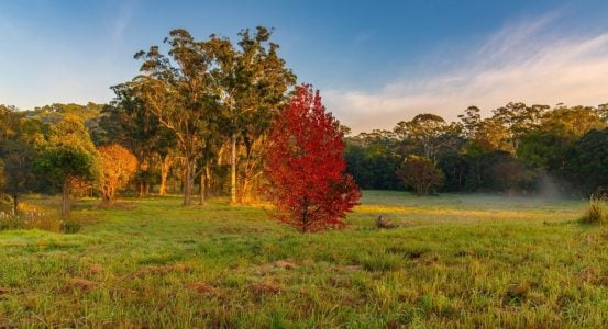 Hot Water Installation and Maintenance Erina A vibrant red autumn tree standing out in a green grassy field of Erina.