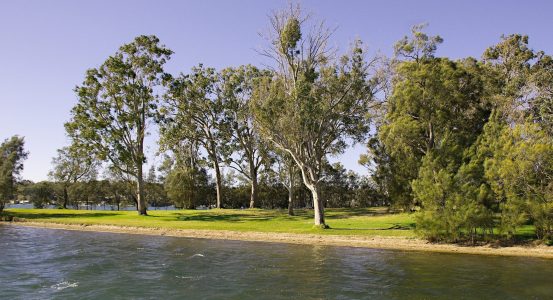 Hot Water Rathmines A grassy shoreline lined with tall, slender trees overlooking a body of water with gentle ripples.