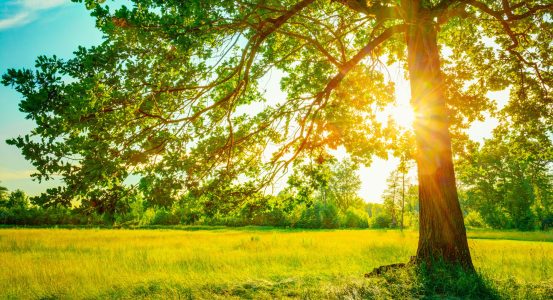Summer Sunny Forest Trees And Green Grass