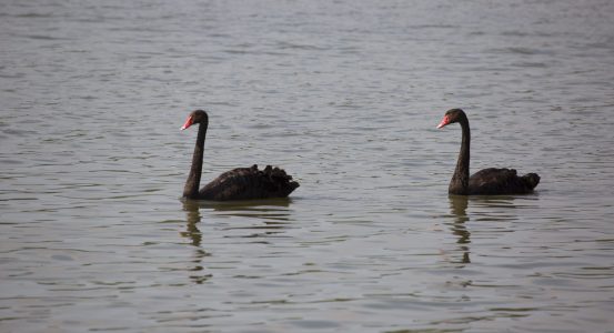 couple of black swan A couple of black swan